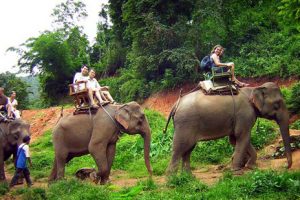 Elefanten-wanderungs-tour