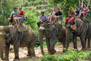 Elefanten-wanderungs-tour