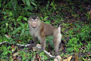 Khao Yai Nationalpark