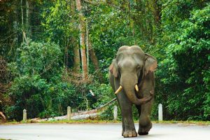 Khao Yai Nationalpark