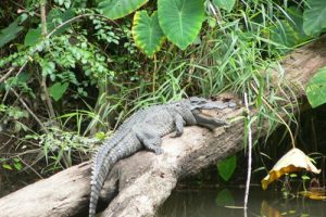 Khao Yai Nationalpark