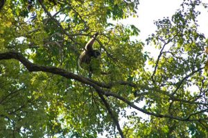 Khao Yai Nationalpark