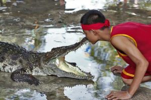 Krokodil Show in Samphran