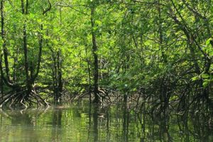 Panak Inseln Mangroven Sumpf